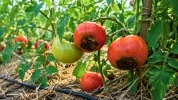 Tomates noircies en �t� : les bons gestes pour limiter le cul noir et garder une r�colte saine 