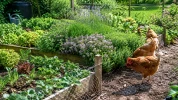 Ces trois aromatiques peuvent aider � �loigner les poules des zones les plus fragiles du potager