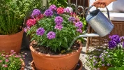 Verveines en fleurs tout l'�t� : les bons r�flexes d'arrosage pour �viter qu'elles ne s'�puisent