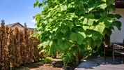 Voici l'arbre � croissance record pour remplacer vos thuyas bruns et cr�er un �cran opaque en 1 seule saison