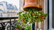 Voici comment cultiver des tomates en hauteur quand l'espace manque au jardin ou sur la terrasse