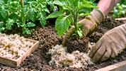 Voici comment ce mat�riau de r�cup�ration prot�ge le potager quand la s�cheresse s'installe