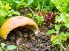 Voici comment un simple d�chet de cuisine cr�e un abri efficace pour intercepter les envahisseurs nocturnes