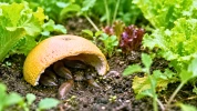 Voici comment un simple d�chet de cuisine cr�e un abri efficace pour intercepter les envahisseurs nocturnes