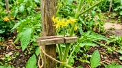 Voici comment une simple pince � linge sur la tige de vos tomates transforme votre future r�colte