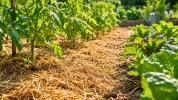 Voici pourquoi il faut couvrir la terre du potager avec un paillis v�g�tal avant l'arriv�e des grandes chaleurs