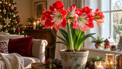 Pour voir fleurir vos amaryllis � No�l, quelques gestes d�s l'automne peuvent faire la diff�rence