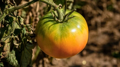 Vos tomates restent vertes malgr� la canicule, la raison n'a rien � voir avec un manque d'entretien de votre part
