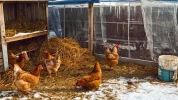 Vous croyez que vos poules sont pr�tes pour l'hiver ? Voici les 5 oublis qui les mettent en danger