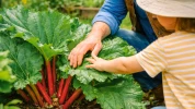 Vous cultivez de la rhubarbe au jardin ? Ce que vous ignorez sur ses feuilles pourrait mettre vos enfants en danger