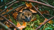 Ce que vous faites dans votre jardin en hiver peut tuer un h�risson sans que vous ne le sachiez : alerte sur un drame silencieux