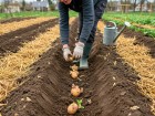 Vous plantez vos pommes de terre en avril ? Ces 5 choix discrets peuvent acc�l�rer ou compromettre toute votre saison