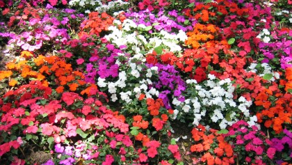Impatience de Nouvelle-Guin�e (Impatiens hawkeri) : une floraison �clatante du printemps aux gel�es