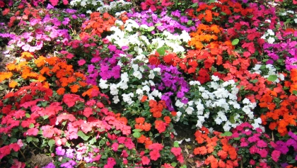 Impatience de Nouvelle-Guin�e (Impatiens hawkeri) : une floraison �clatante du printemps aux gel�es