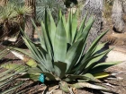 Agave de Weber (Agave weberi) : l'�l�gance d'une succulente g�ante au feuillage bleut�