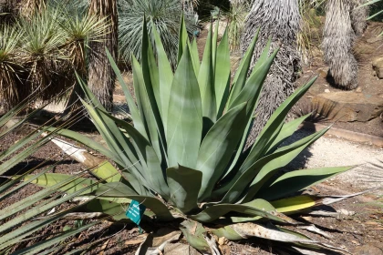 Agave de Weber (Agave weberi) : l'�l�gance d'une succulente g�ante au feuillage bleut�