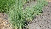 Les l�gumes perp�tuels au potager : r�colter des l�gumes � vie