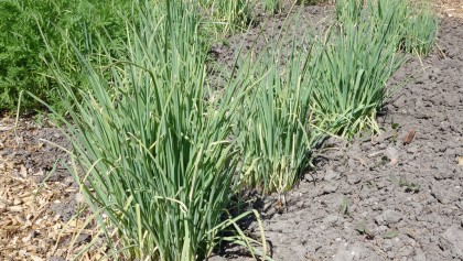 Les l�gumes perp�tuels au potager : r�colter des l�gumes � vie