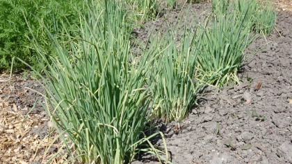 Les l�gumes perp�tuels au potager : r�colter des l�gumes � vie