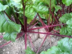 Betterave rouge, Beta vulgaris var. rubra