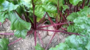 Betterave (Beta vulgaris) : r�ussir la culture de la betterave potag�re