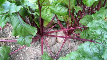 Betterave (Beta vulgaris) : r�ussir la culture de la betterave potag�re