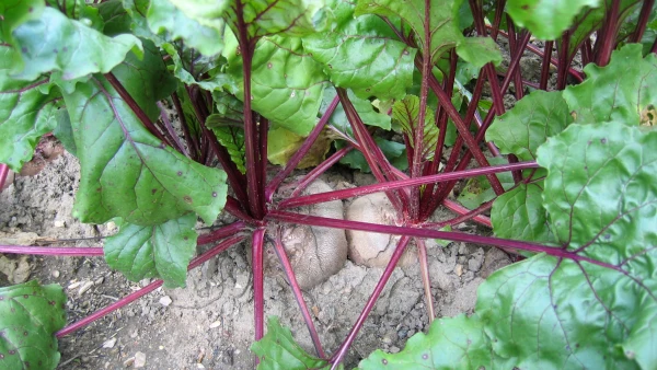 Betterave (Beta vulgaris) : r�ussir la culture de la betterave potag�re