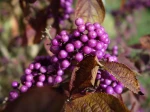 Callicarpa bodinieri 'Profusion'