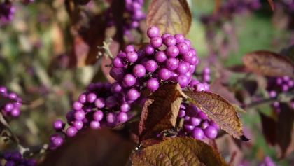 Arbuste aux bonbons (Callicarpa) : un arbuste ornemental aux baies violettes uniques