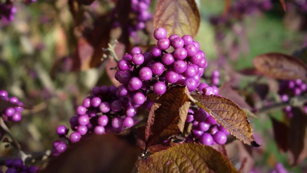 Callicarpa bodinieri 'Profusion'