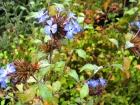 Plumbago de Willmott (Ceratostigma willmottianum) : l'arbuste id�al pour des fleurs bleues jusqu'aux gel�es