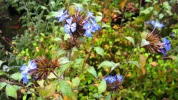 Plumbago de Willmott (Ceratostigma willmottianum) : l'arbuste id�al pour des fleurs bleues jusqu'aux gel�es