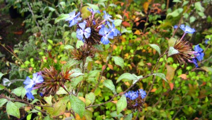 Plumbago de Willmott (Ceratostigma willmottianum) : l'arbuste id�al pour des fleurs bleues jusqu'aux gel�es