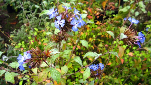 Plumbago de Willmott (Ceratostigma willmottianum) : l'arbuste id�al pour des fleurs bleues jusqu'aux gel�es