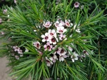 Fleur de cire de Geraldton, Wax, Chamelaucium uncinatum