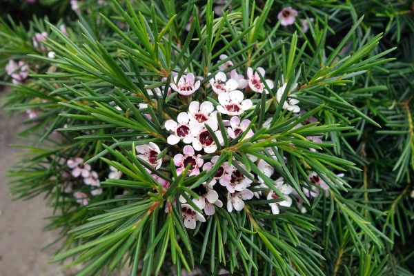 Fleur de cire de Geraldton, Wax, Chamelaucium uncinatum