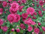 Chrysanth�me des fleuristes 'Double Copper'