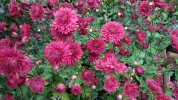 Chrysanth�me des fleuristes (Chrysanthemum x hortorum) : la plante vivace incontournable de l'automne