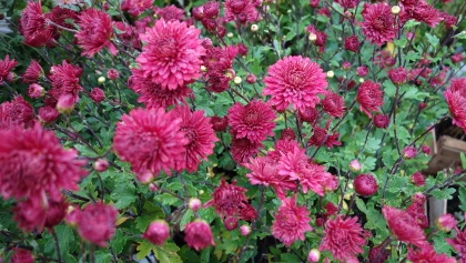 Chrysanth�me des fleuristes (Chrysanthemum x hortorum) : la plante vivace incontournable de l'automne