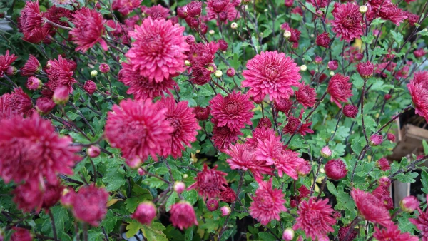 Chrysanth�me des fleuristes 'Double Copper'