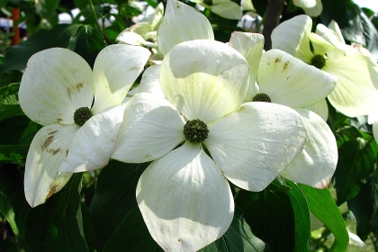 Cornouiller � fleurs Venus (Cornus 'Venus') : la vari�t� aux fleurs g�antes blanches spectaculaires