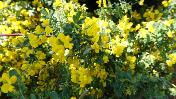 Coronille en fleurs : plante r�sistante et id�ale pour jardins secs