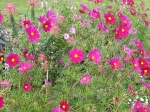Cosmos bipenn�, Cosmos annuel, Cosmos bipinnatus