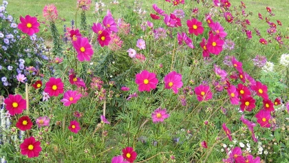 Cosmos bipenn� (Cosmos bipinnatus) : l'annuelle �l�gante pour structurer et am�liorer le sol