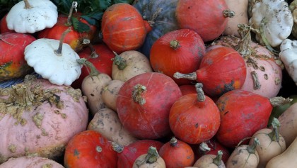 Quand et comment r�colter vos courges pour les conserver tout l'hiver