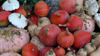 Quand et comment r�colter vos courges pour les conserver tout l'hiver