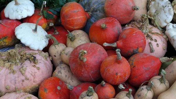 Le monde des courge regorge de tr�sors