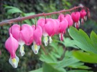 Coeur de Marie, Coeur saignant, Coeur de Jeannette,  Lamprocapnos spectabilis 