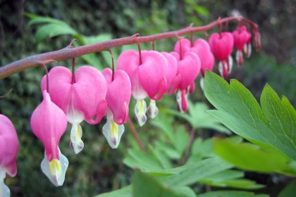 C�ur de Marie (Lamprocapnos spectabilis) : l'incontournable des jardins d'ombre magnifi�s