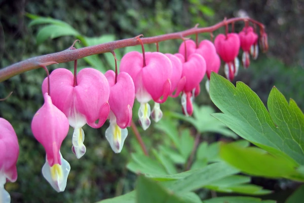 C�ur de Marie (Lamprocapnos spectabilis) : l'incontournable des jardins d'ombre magnifi�s
